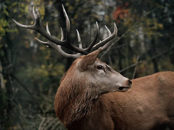 Cerf Cerf Portrait Dans Les Bois — Photo