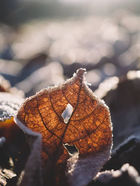 Hoja Congelada Suelo Invierno — Foto de Stock