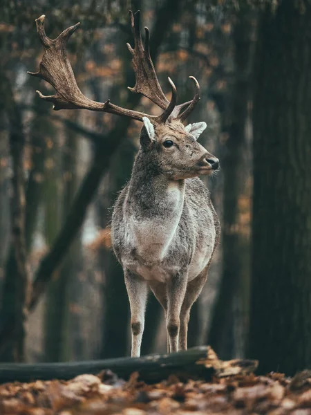 森の鹿 — ストック写真