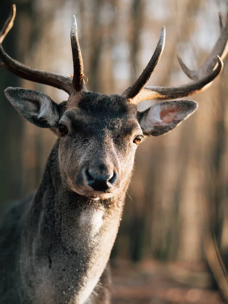 Cervo Nel Bosco Testa Cervo — Foto Stock