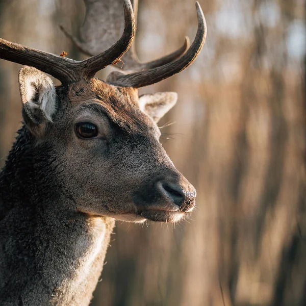 Deer Woods Head Deer — Stock Photo, Image