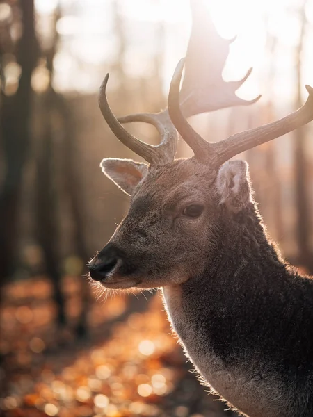 Cerfs Dans Les Bois Tête Cerf — Photo