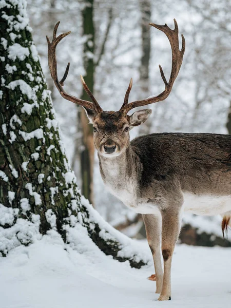 Cervo Nella Foresta Invernale Bosco Innevato — Foto Stock