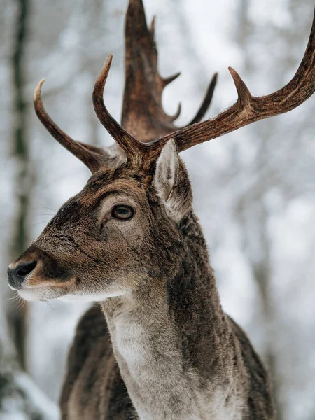 Deer Winter Forest Snow Covered Woodland — Stock Photo, Image