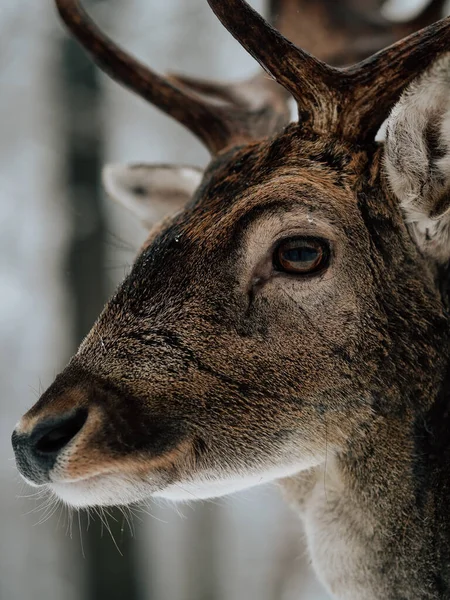 Rådjur Vinterskogen Snötäckt Skog — Stockfoto