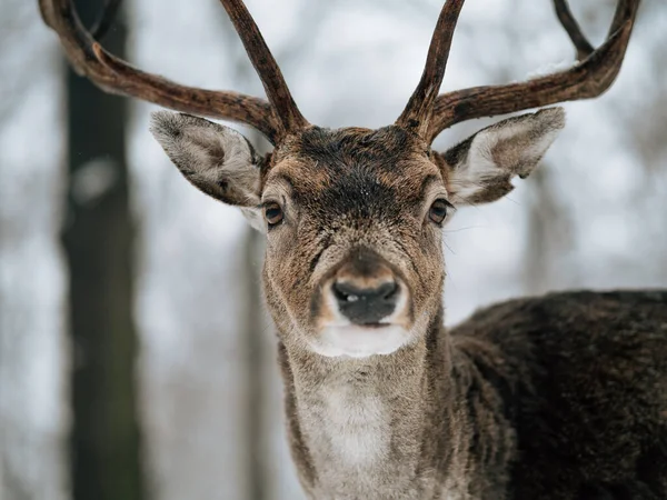 Deer Winter Forest Snow Covered Woodland — Stock Photo, Image