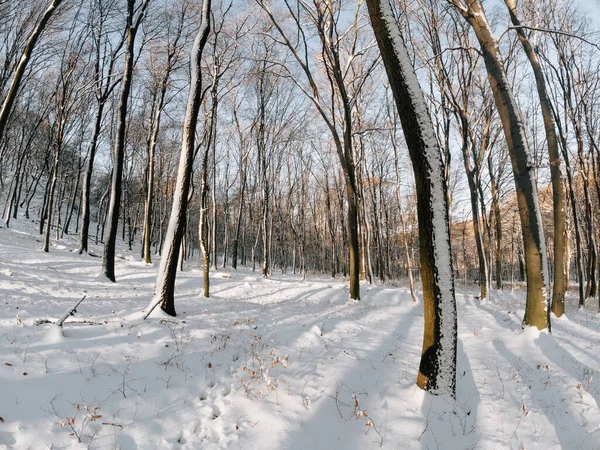Zimní Krajina Zimní Les Sněhem — Stock fotografie