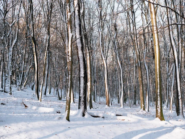 Winter Landscape Winter Forest Snow — Zdjęcie stockowe