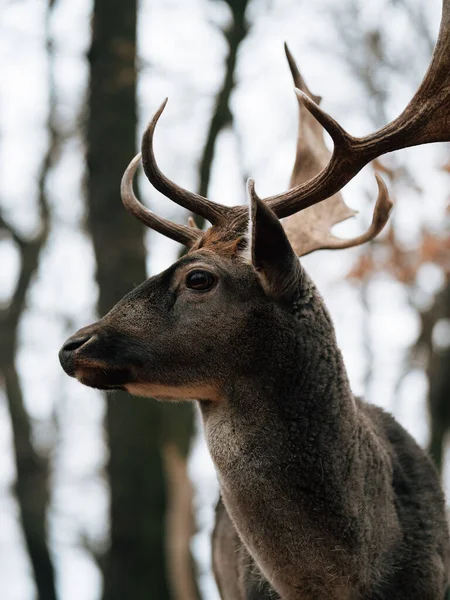 Deer Forest — Stock Photo, Image