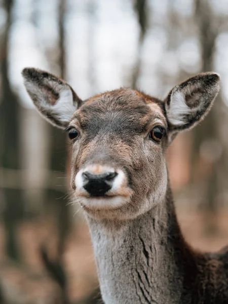 Rådjur Skogen — Stockfoto