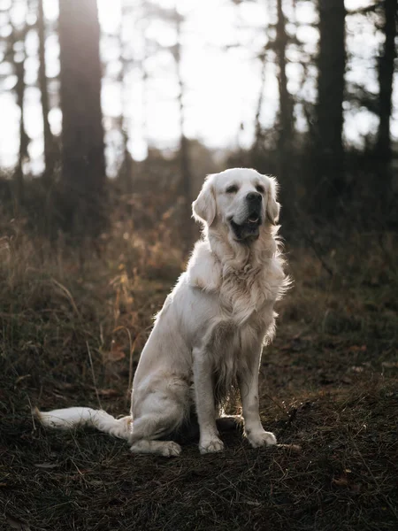 Golden Retriever Parkta — Stok fotoğraf