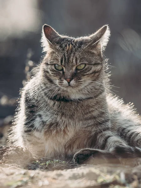 Outdoor Cat Portrait Cat Garden — стоковое фото