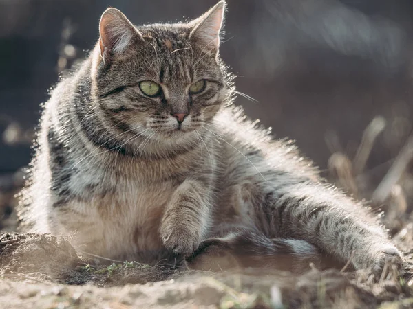 Berburu Potret Kucing Cat Siap Untuk Berburu — Stok Foto