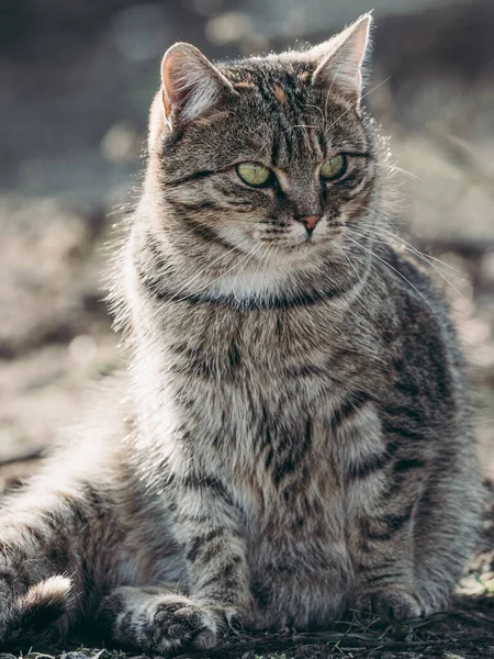 Outdoor Cat Portrait Cat Garden — стоковое фото