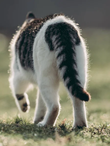 Kat Loopt Weg Achteraanzicht Van Wandelende Kat — Stockfoto