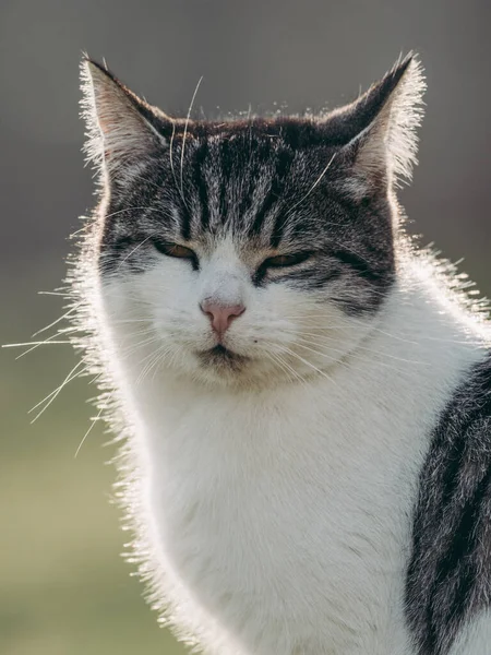 Portret Sennego Kota Kot Prawie Śpi — Zdjęcie stockowe