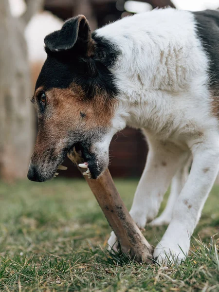 Anjing Mengunyah Tulang Luar — Stok Foto