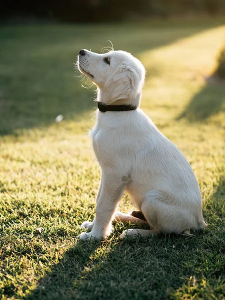 Щасливий Собака Цуценя Золотистого Ретривера — стокове фото