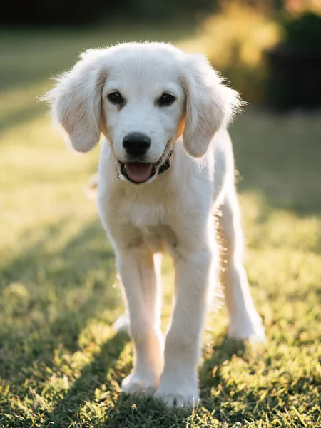 Happy Dog Golden Retriever Puppy — Stock Photo, Image