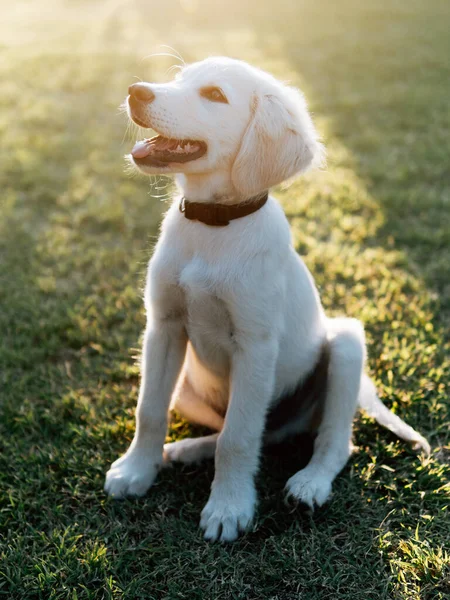 Câine Fericit Catelus Aur Retriever — Fotografie, imagine de stoc