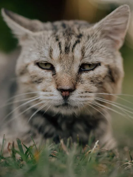Sangat Tua Kucing Menggemaskan Kedalaman Dangkal Lapangan — Stok Foto