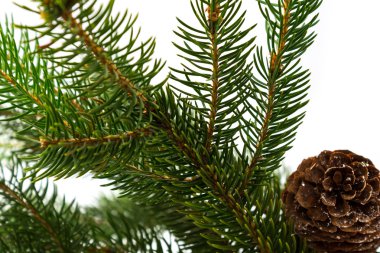 çam kozalakları beyaz çam dalları