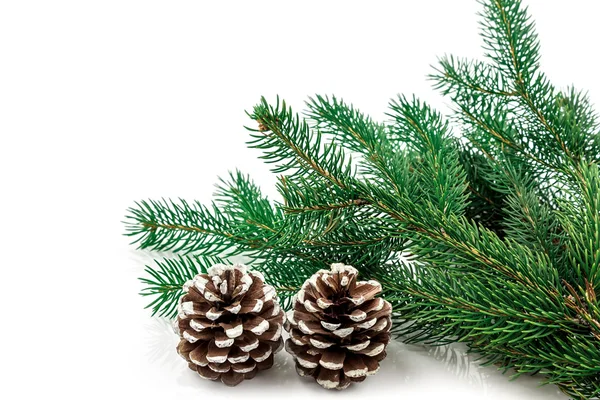 Pine branches with pine cones on white — Stock Photo, Image