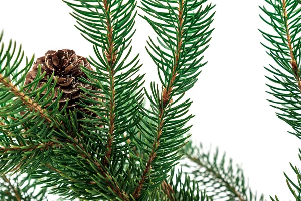 Pine grenar med kottar på vit — Stockfoto