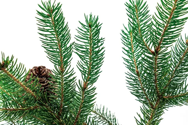 Pine branches with pine cones on white — Stock Photo, Image