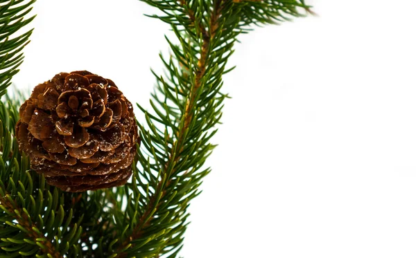 Pine branches with pine cones on white — Stock Photo, Image