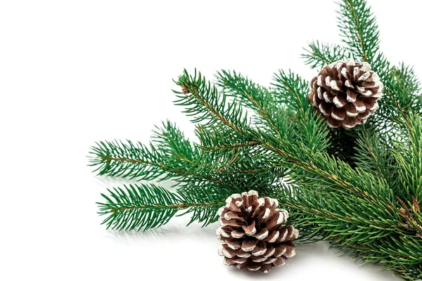 Pine branches with pine cones on white Royalty Free Stock Images