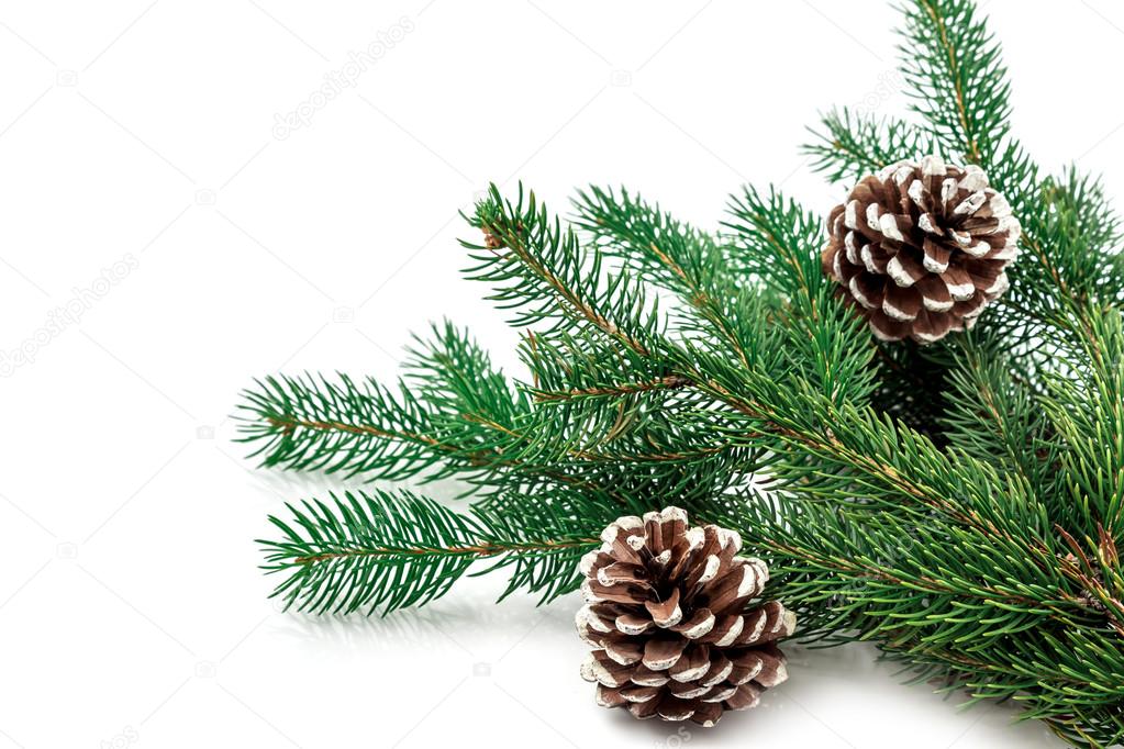 Pine branches with pine cones on white