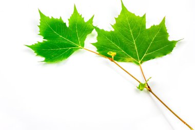 Çınar yaprakları ve çiçekleri