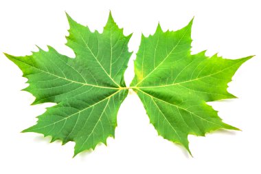 Çınar yaprakları ve çiçekleri