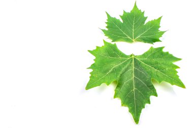 Çınar yaprakları ve çiçekleri