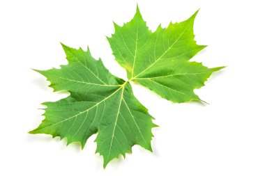 Çınar yaprakları ve çiçekleri