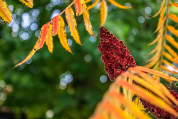 Japanse acacia-boom — Stockfoto