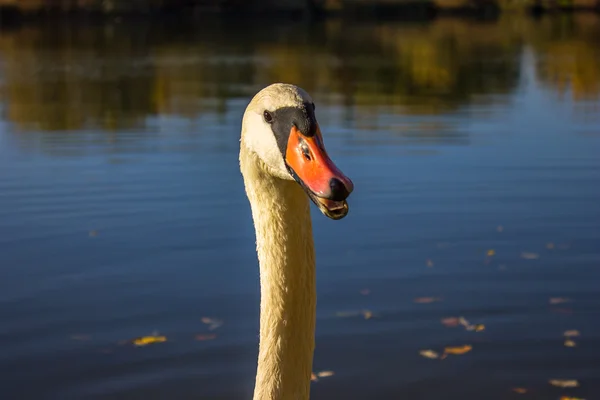 Labuť — Stock fotografie