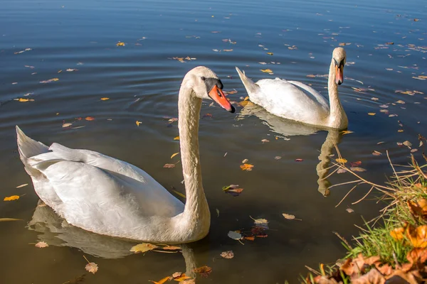 Swan — Stock Photo, Image