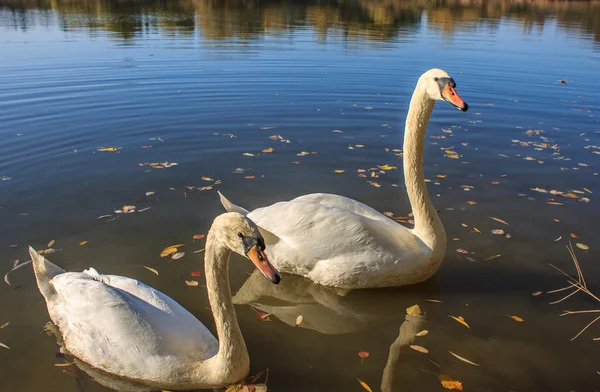 Swan — Stock Photo, Image