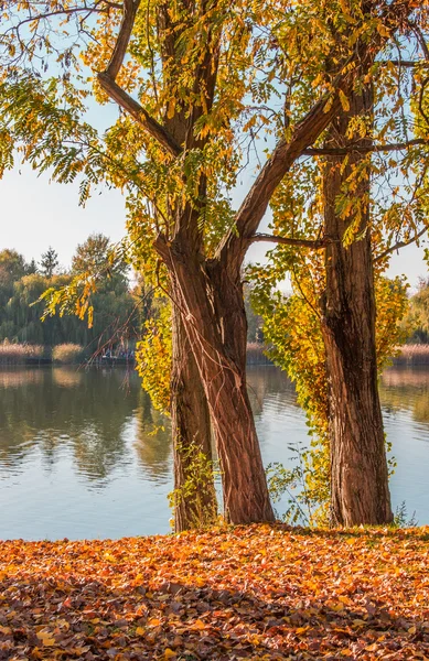 Autumn on the Danube River in Hungary — Stock Photo, Image