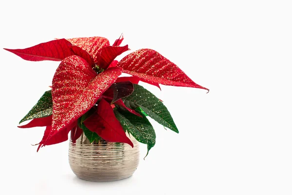 Red poinsettia isolated on white — Stock Photo, Image