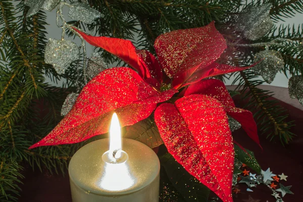 Red poinsettia isolated on white — Stock Photo, Image