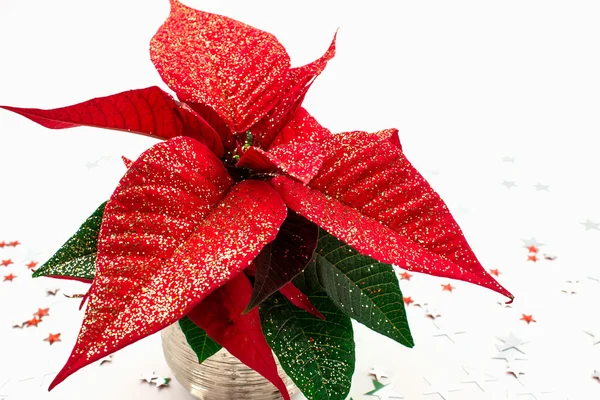 Červená vánoční hvězda izolovaných na bílém — Stock fotografie