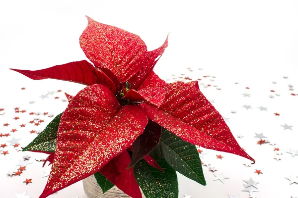 Poinsettia roja aislada en blanco — Foto de Stock