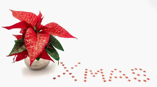 Red poinsettia isolated on white — Stock Photo, Image