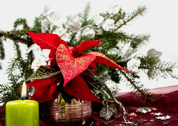 Red poinsettia isolated on white — Stock Photo, Image