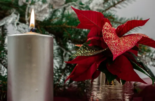 Red poinsettia isolated on white — Stock Photo, Image