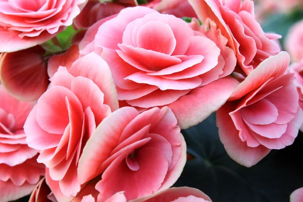 Begonia flower — Stock Photo, Image