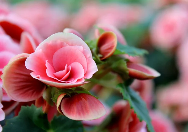 Begonia çiçek